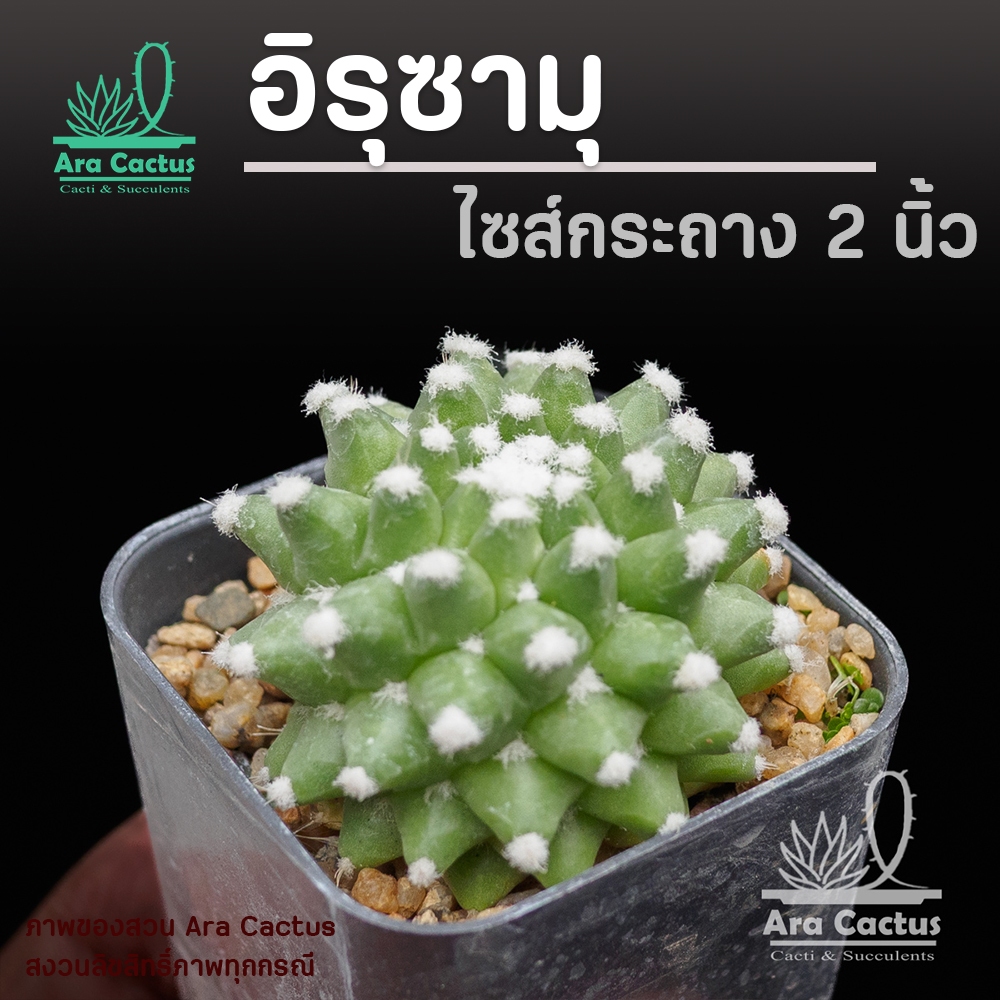 สวนขายเอง! แมมปุยหิมะ อิรุซามุ Mammillaria erusamu ไซส์กระถาง 2 นิ้ว แคคตัส แคนตัส กระบองเพชร ตะบองเพชร ต้นไม้ประดับ