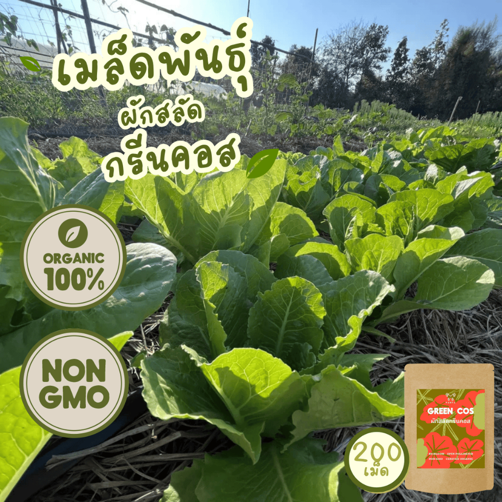 เมล็ดพันธุ์ ผักสลัด กรีนคอส 100% ออร์แกนิค Non-GMO (Green Cos Lettuce) บรรจุ 200 เมล็ด [ซื้อ 5แถม1!]