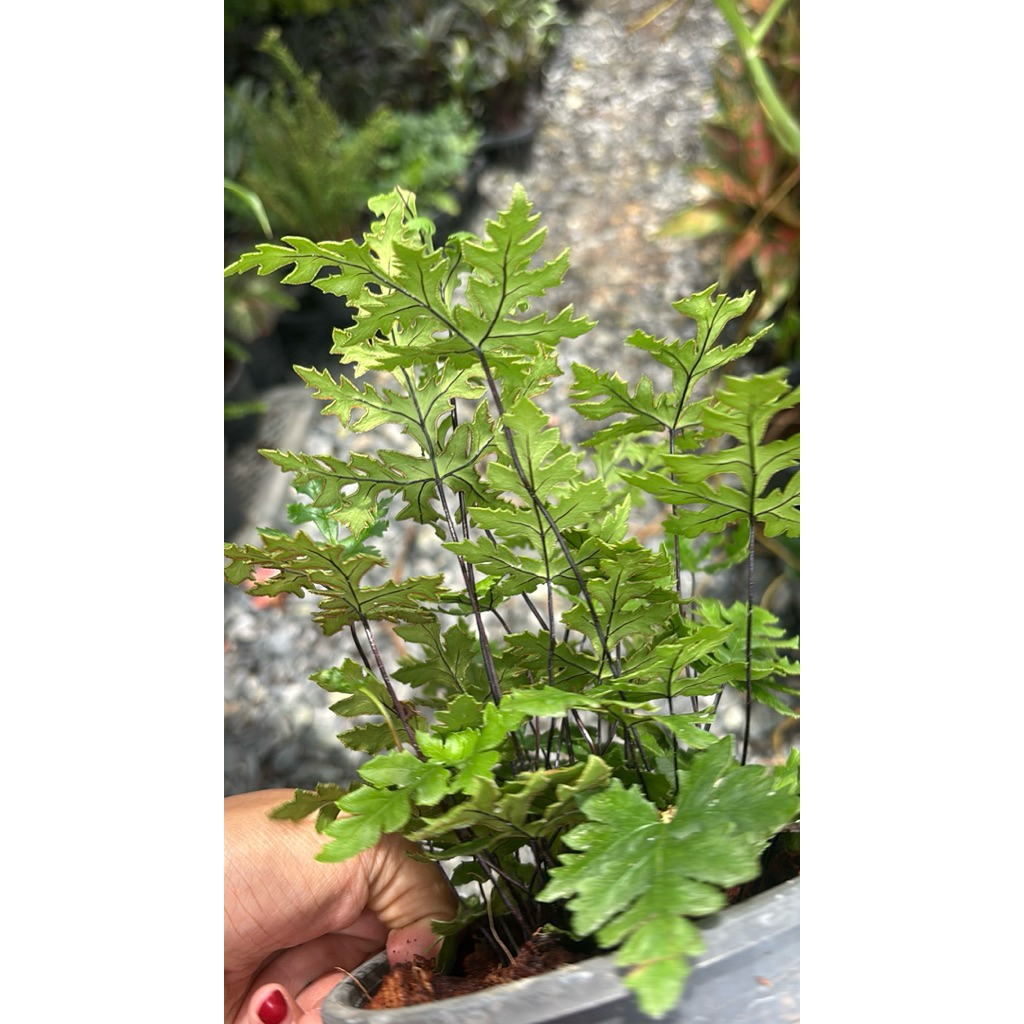 เฟินก้านดำใบเล็ก  Bush Maidenhair Fern/Common Maidenhair Fern ชื่อวิทยาศาสตร์: Adiantum aethiopicum L. - รูปที่ 7
