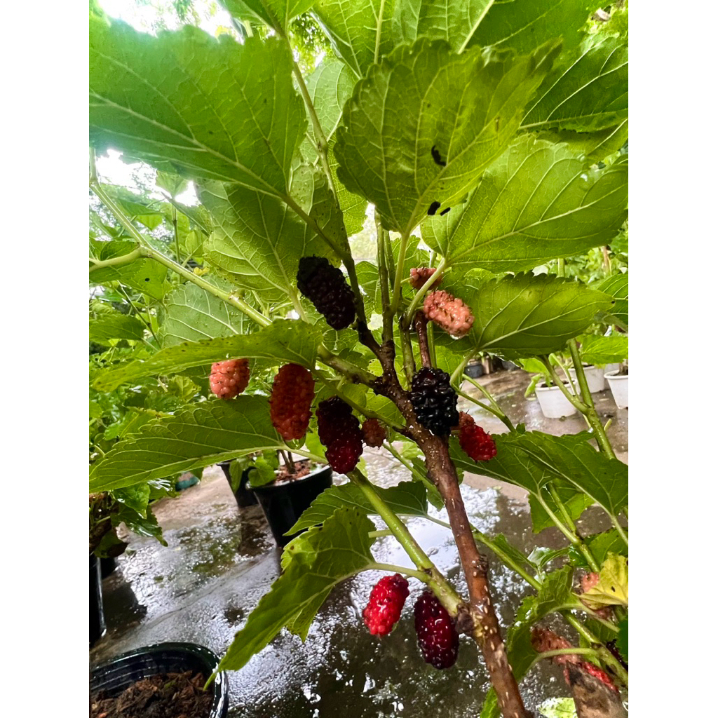 ต้นพันธุ์ มัลเบอร์รี่ Mulberry Tree ต้นหม่อน Organic100% ผลไม้เพื่อสุขภาพ ใบใช้ทำเป็นชา  ต้นใหญ่พร้อมติดผลในกระถาง10นิ้ว