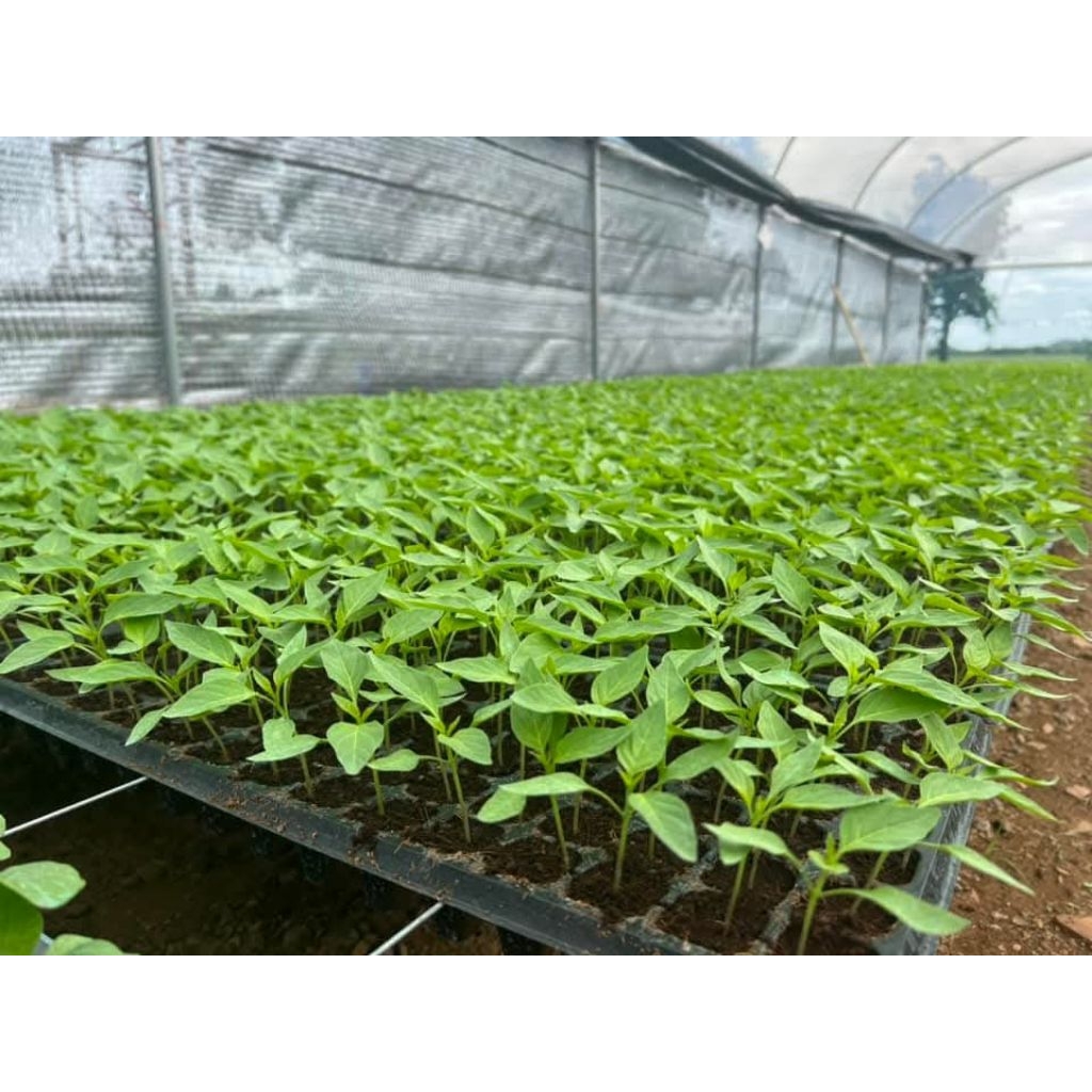 ต้นกล้าพริก ต้นกล้ามะเขือ รากดี ต้นสวย พร้อมปลูก - รูปที่ 7