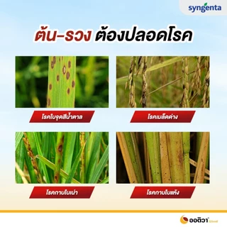 ออติวา 250 ซีซี(ของแท้)(ไดฟีโนโคนาโซล+อะซอกซีสโตรบิน) กำจัดเชื้อรา เมล็ดด่าง ใบจุด ใบไหม้ ใบติด สแคป