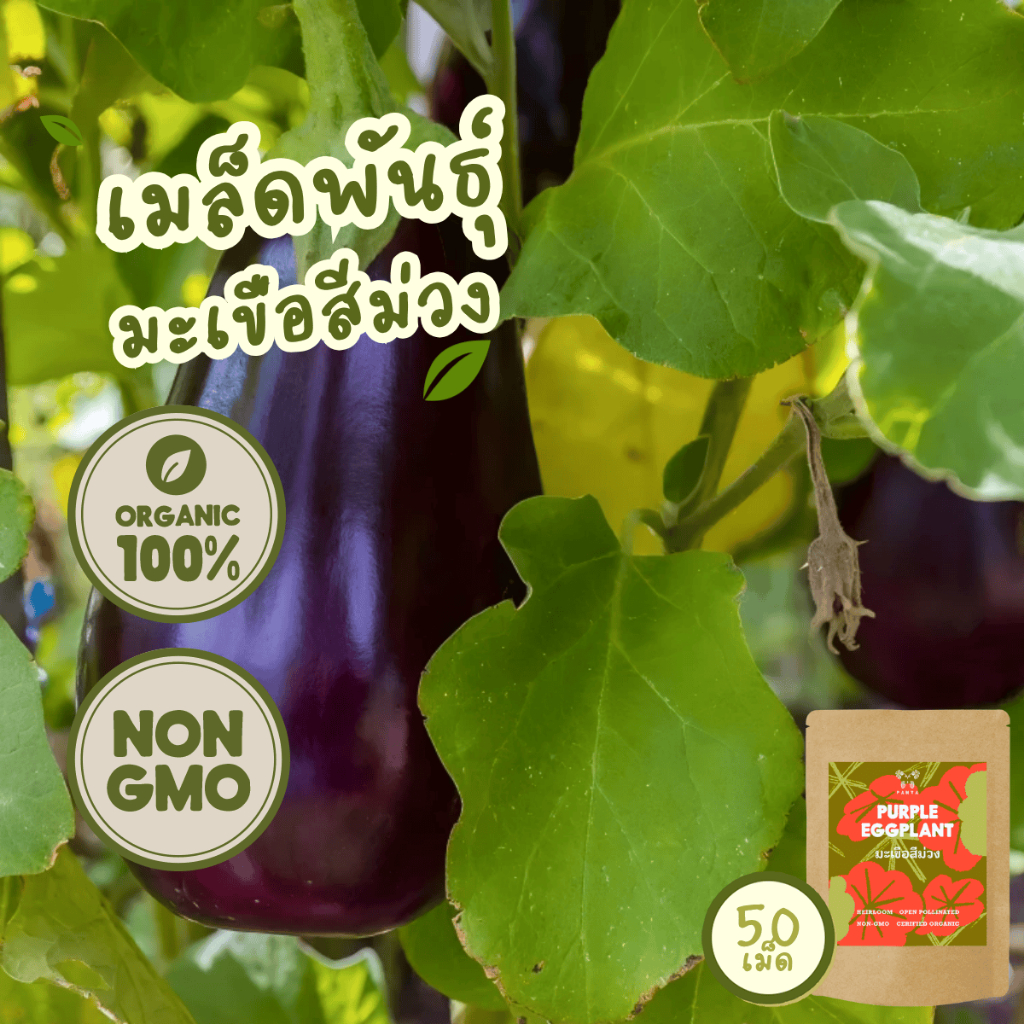 เมล็ดพันธุ์ มะเขือ สีม่วง 100%ออร์แกนิค Non-GMO (Organic Purple Eggplant Seeds) 50 เมล็ด โตไว ไม่กลัวฝน [5แถม 1!]