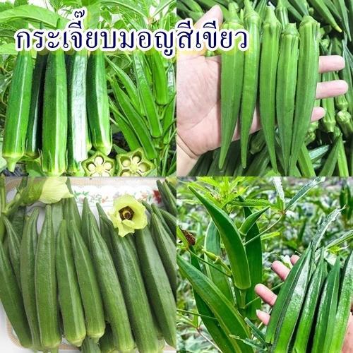 40+ เมล็ด เมล็ดกระเจี๊ยบมอญสีเขียว (ปลูกง่าย รสชาติหวาน มีกลิ่นหอม มัน อร่อย ชอบแดดจัด ออกฝักดกสีเขียว ทำได้หลายเมนู)