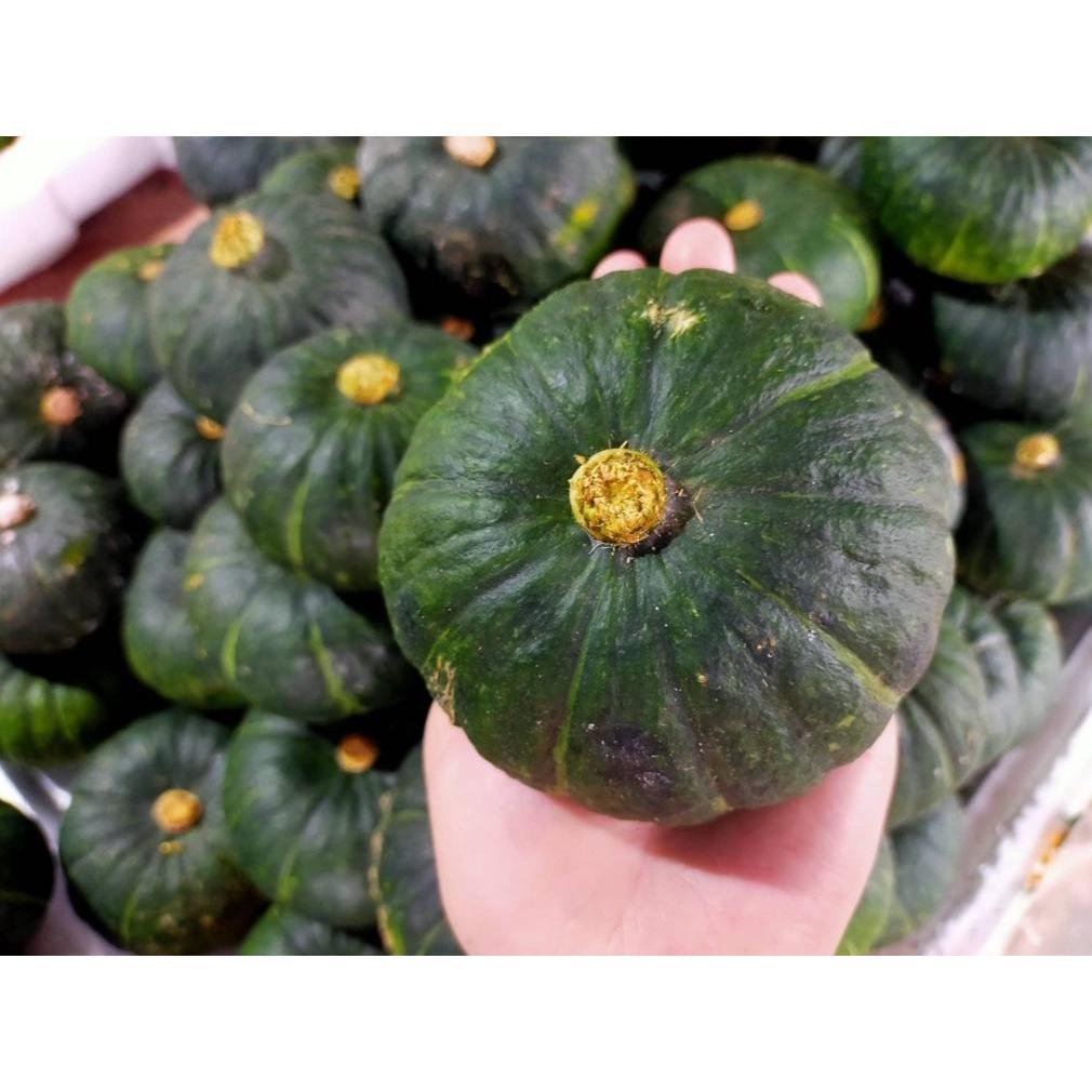 10 เมล็ด เมล็ดฟักทองญี่ปุ่นลูกเล็ก (อัตรางอก 75% ปลูกง่าย ลูกเล็ก ออกผลดก ผลสีเขียว เนื้อแน่นเนียนละเอียด รสชาติหอมหวาน) - รูปที่ 3