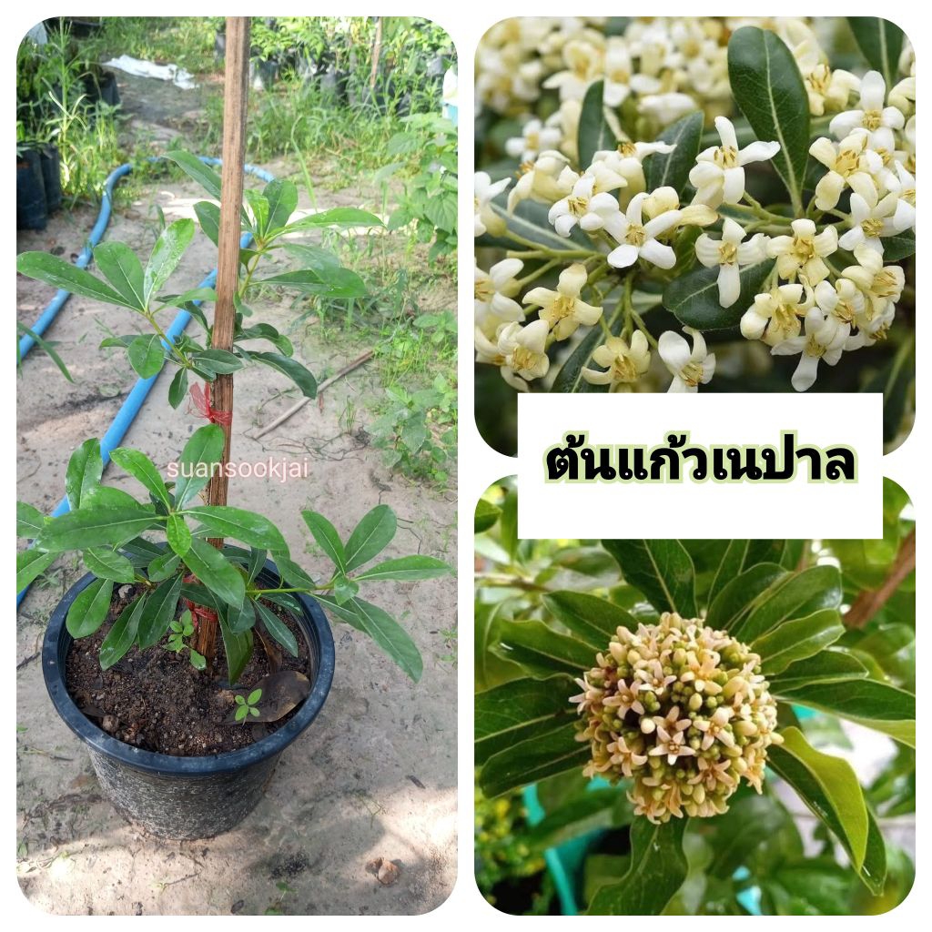 ต้นแก้วเนปาล แก้วเนปาล ไม้หายาก