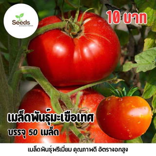 เมล็ดพันธุ์มะเขือเทศแดงใหญ่ เนื้อฉ่ำ บรรจุ 50 เมล็ด/ซอง
