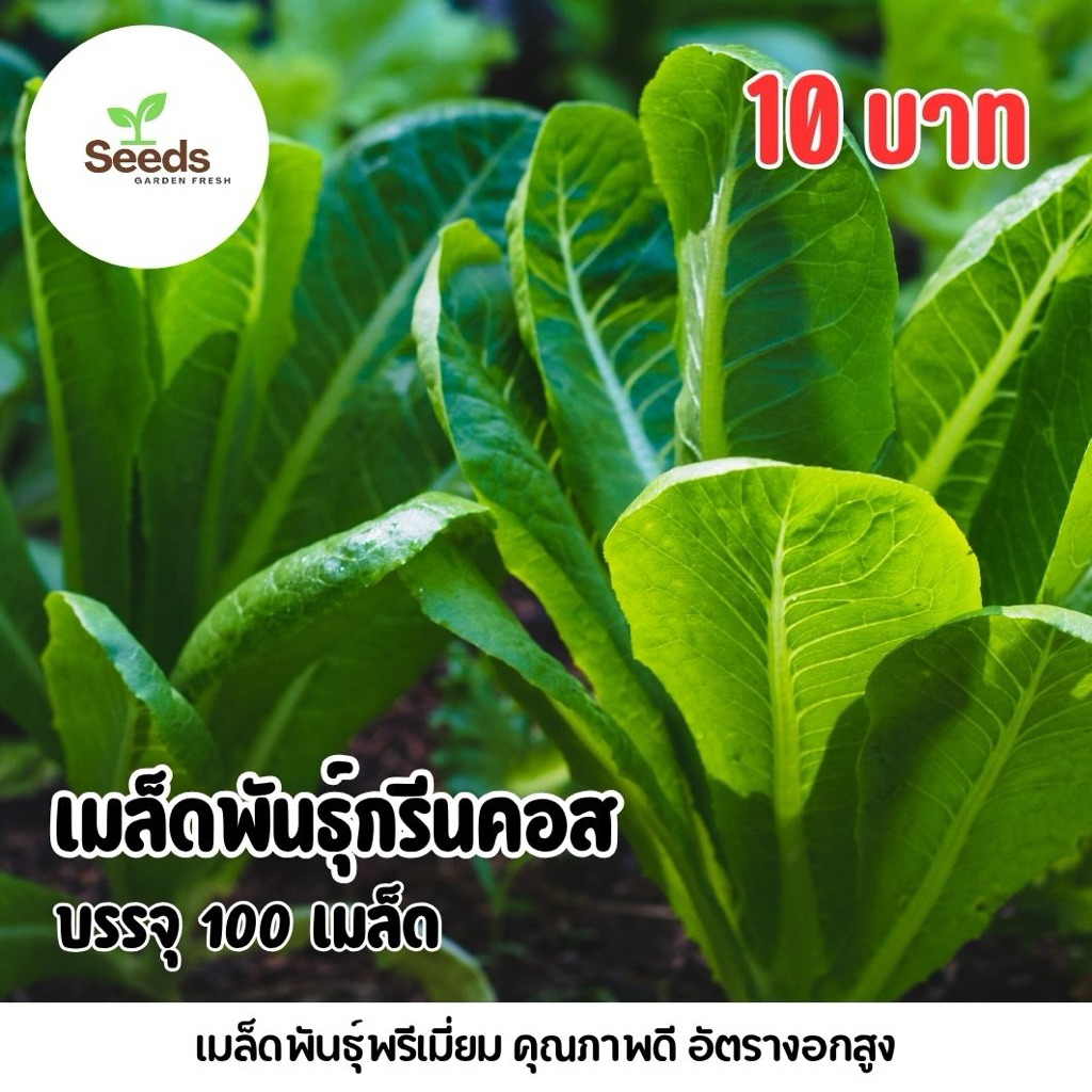 เมล็ดพันธุ์กรีนคอส บรรจุ 100 เมล็ด/ซอง