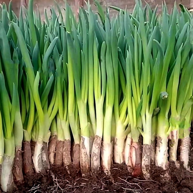 เมล็ดพันธุ์ต้นหอมญี่ปุ่น 300เมล็ด เมล็ดต้นหอมญี่ปุ่น Japanese Bunching Onion