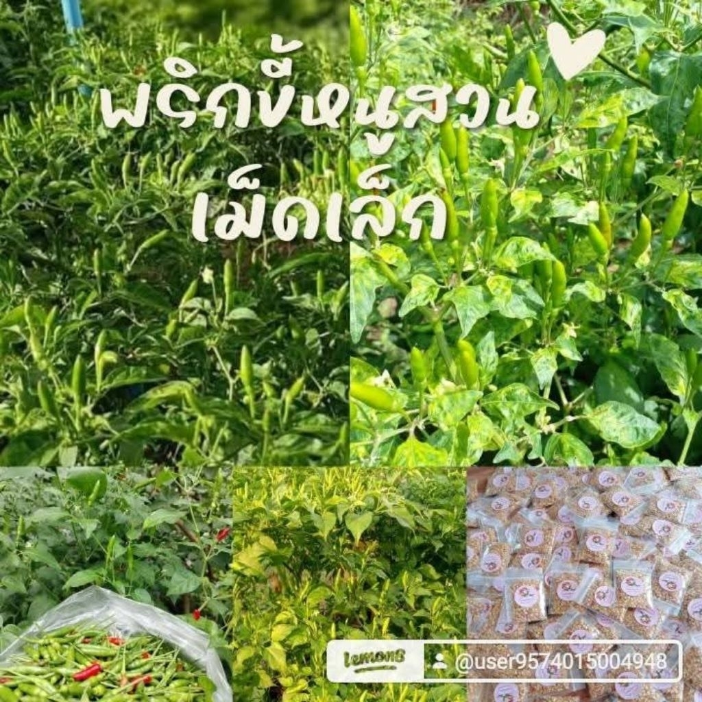เมล็ดพันธุ์พริกขี้หนูสวนจิ๊ดริ๊ด300 เมล็ด 39 บาทพันธุ์พื้นบ้านสามารถทำพันธุ์ต่อได้ค่ะ