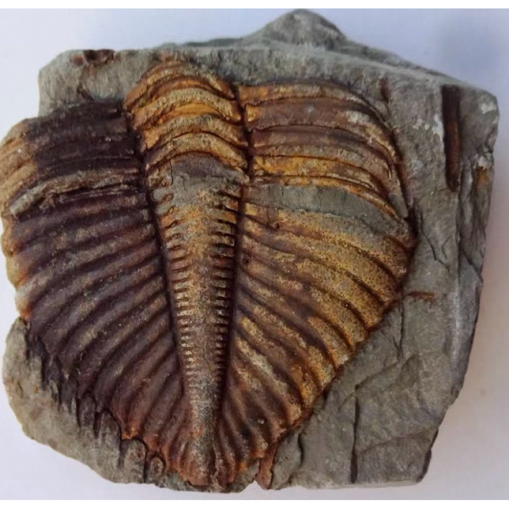 หายาก 🪨 ไทรโลไบต์ (Trilobite Fossil) – ซากดึกดำบรรพ์กว่า 500 ล้านปี ของสะสมหายาก สำหรับผู้รักประวัติ