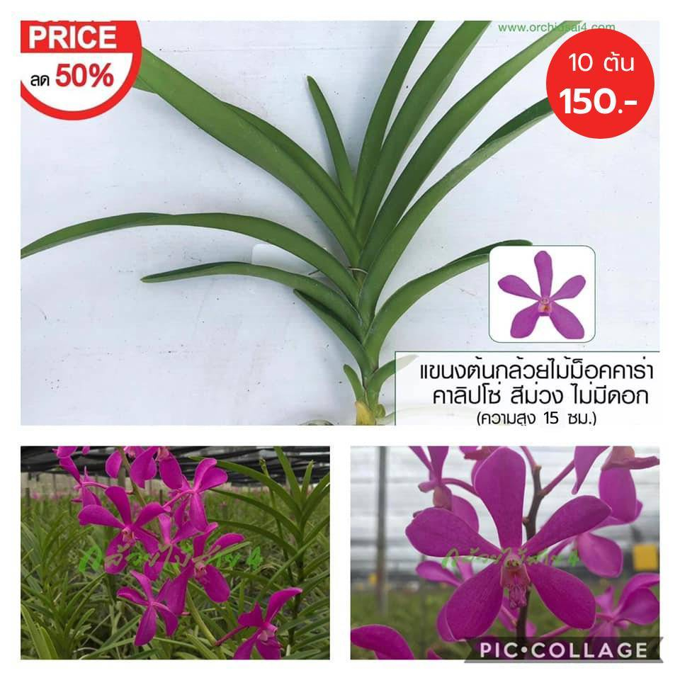 แขนงกล้วยไม้ม็อคคาร่า พันธุ์คาลิปโซ่ 10 ต้น สีม่วง (10 Mokara Purple Calypso Orchid Plants)