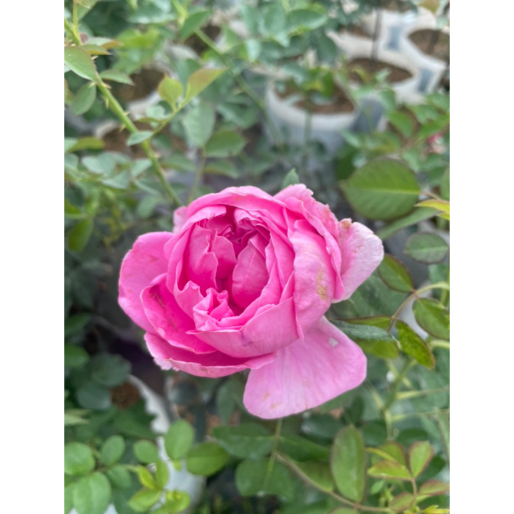 กุหลาบมอญจุฬาลงกรณ์ ไม่มีหนาม ดอกหอม