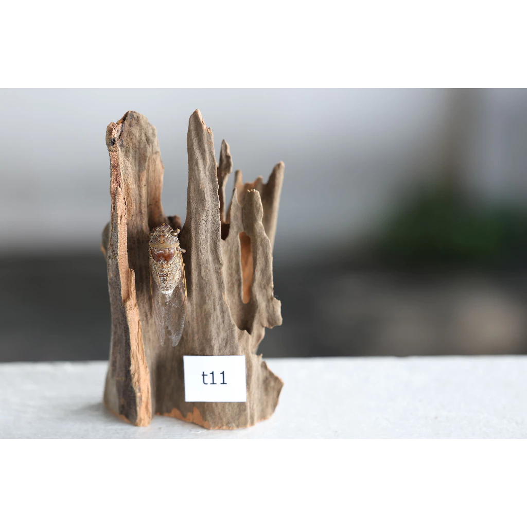 ตอไม้ Driftwood ( คัดเกรด ) set t
