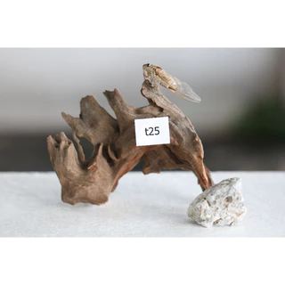ตอไม้ Driftwood ( คัดเกรด ) set t