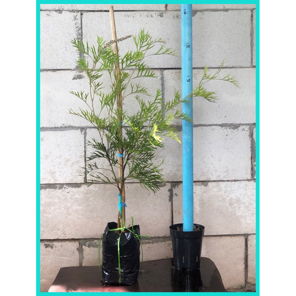 ต้นสนเกรวิลเลีย (Grevillea ‘Superb’) ส้มแคระ