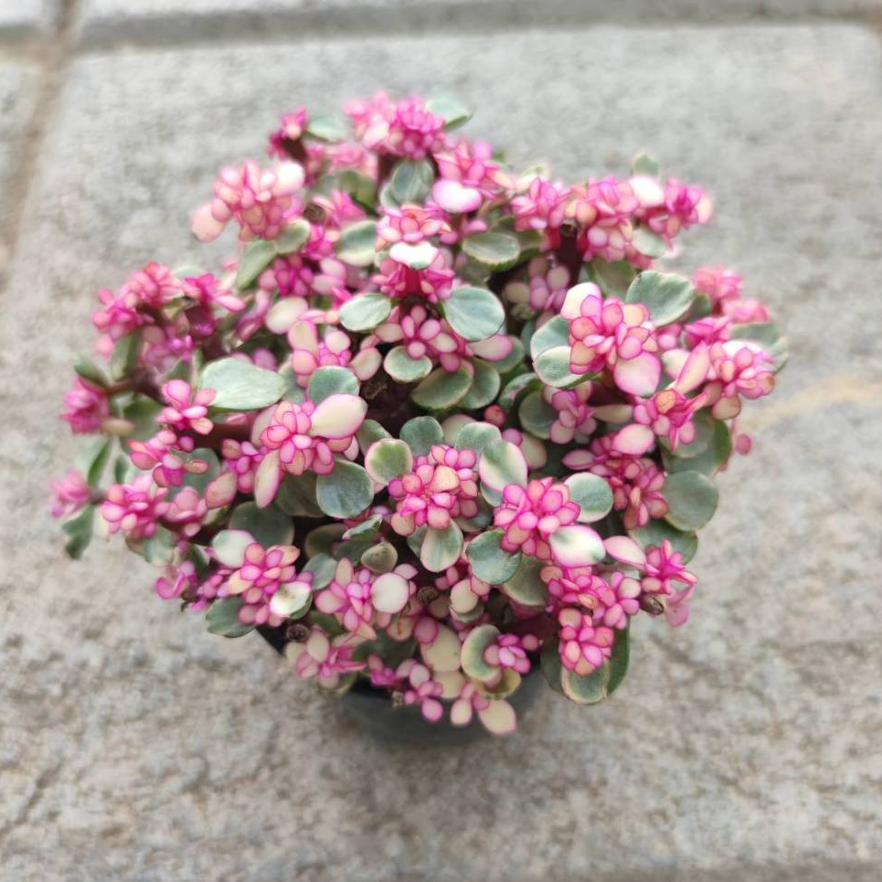 ต้นประการังสายรุ้ง หรือ ประการังสีชมพู ไม้อวบน้ำพุ่มสวยสีหวานมาก Pink Elephant Bush