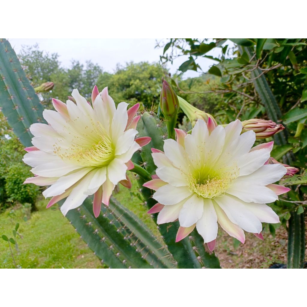 ต้นกระบองเพชรยักษ์ จามาคารูหนามยาว หนามโหด ตัดสด  Cereus Jamacaru
