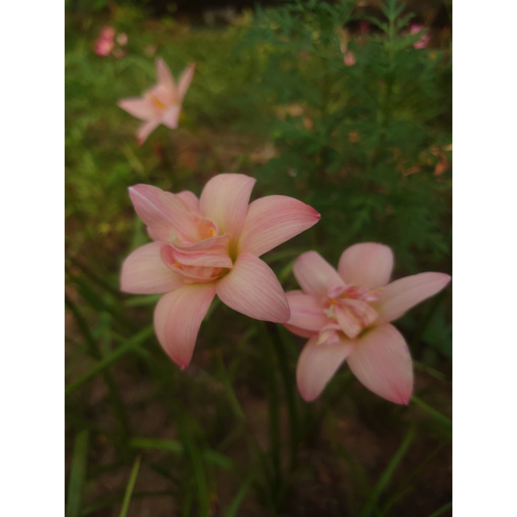 บัวดินดอกซ้อน ดับเบิ้ล พิ้งค์ z.Double Pink