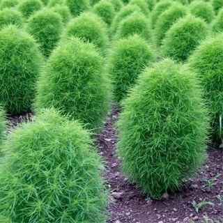 หญ้ากอเซีย 100 เมล็ด​ สี​เขียว สีแดง เมล็ดหญ้ากอเซีย