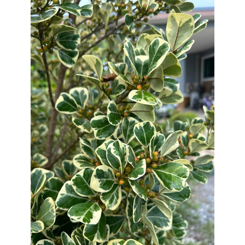 ต้นหัวใจเศรษฐี ไทรด่าง สาลิกาด่าง1ต้นถุงดำไม้มงคล.