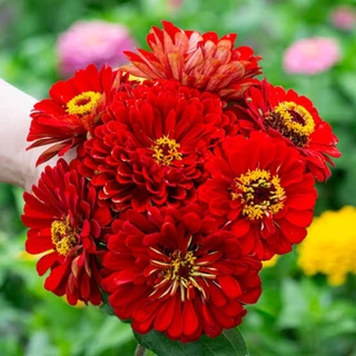เมล็ดดอกบานชื่น สีแดงกุหลาบ​ 50​ เมล็ด