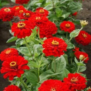 เมล็ดดอกบานชื่น สีแดงกุหลาบ​ 50​ เมล็ด