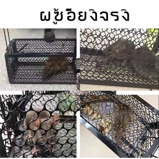 MUSCLE COW กรงดักหนูสปริง2ตัวโครงหนา กรงดักหนู กรงดักหนูแบบมีโครง