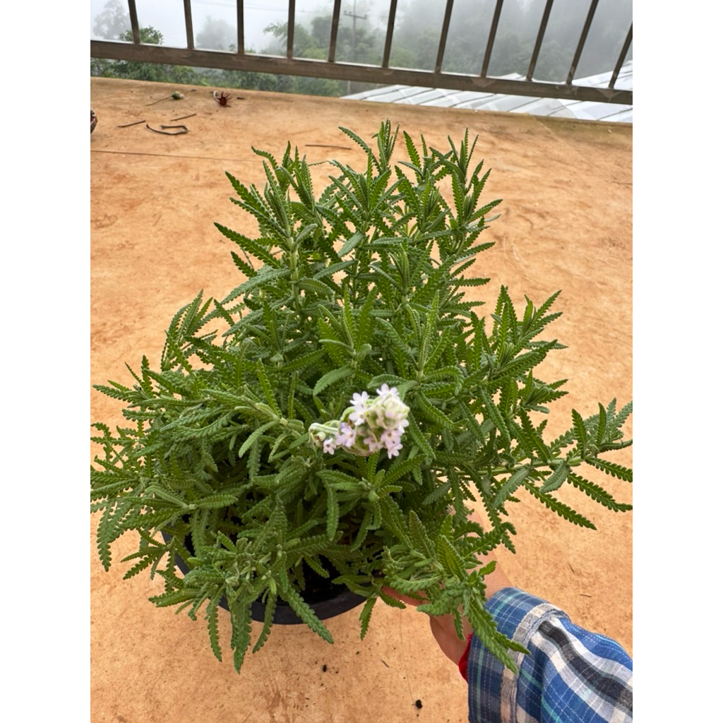 ต้นลาเวนเดอร์ เดนตาต้า🌿 กระถาง8นิ้ว