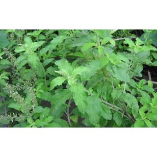 เมล็ดพันธุ์กะเพรา 1000 เมล็ด ปลูกง่าย โตไว ชอบแดด ดูแลง่าย 📆…