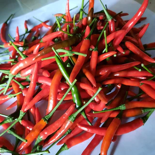 เมล็ดพันธ์ุพริกชี้ฟ้า พริกส้มตำ 40-100 เมล็ด ☀️ ปลูกง่าย ได้ผลผลิตต่อเนื่อง ผลดก ผลยาว สีสวยเงา รสจัดจ้าน[10แถม1คละได้]