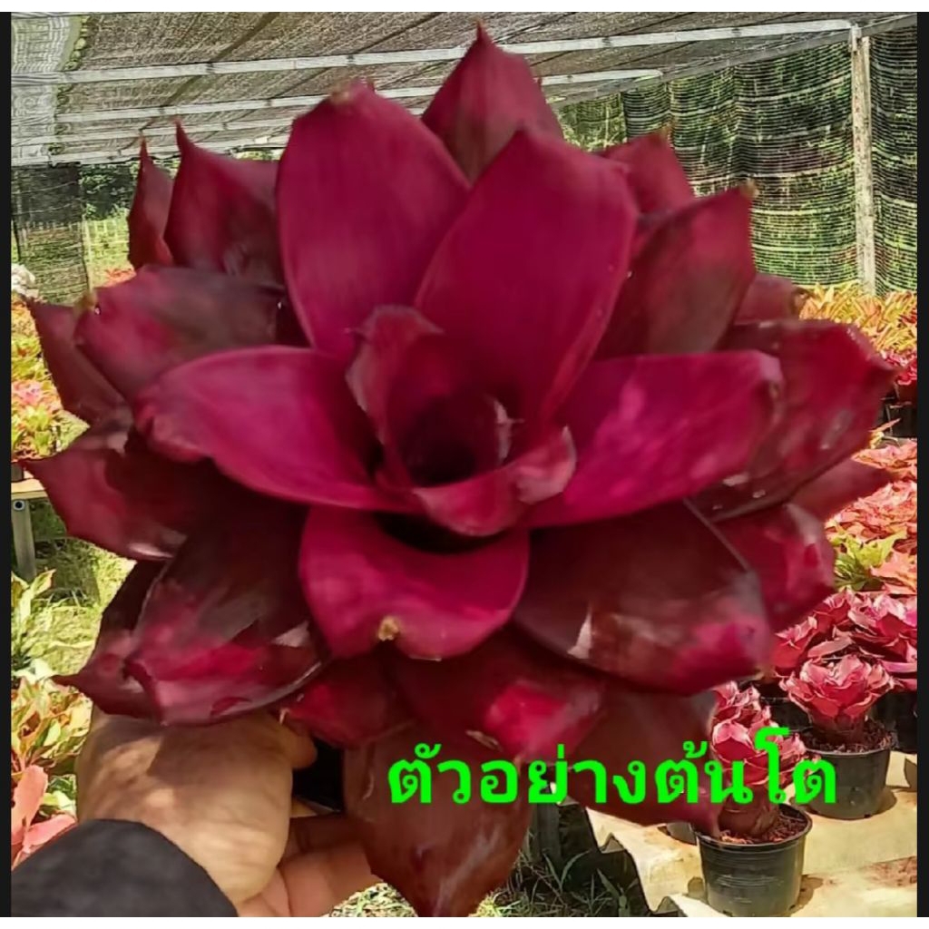 หน่อสับปะรดสี Neo. กุหลาบไฮบริด มีรากเดินแล้ว ส่งแบบถอดกระถาง