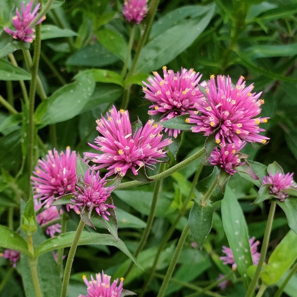 เมล็ดบานไม่รู้โรยญี่ปุ่น Firework Flower สีชมพูเข้ม