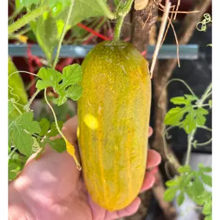 เมล็ดพันธุ์แตงกวา ผักสวนครัว 40-100 เมล็ด ผลตรง สีเขียว เนื้อกรอบ รสหวานฉ่ำ ปลูกง่าย ชอบแดด [10 แถม 1 คละได้]