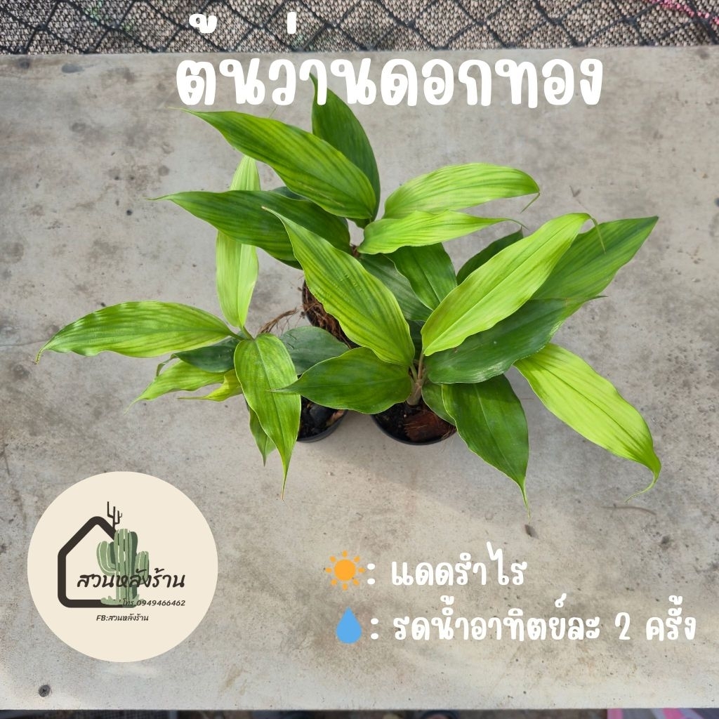 ว่านดอกทอง ไม้มงคลเรียกโชคลาภ เรียกคู่ เสริมเสน่ห์ คัดเกรดพร้อมปลูก ส่งด่วน