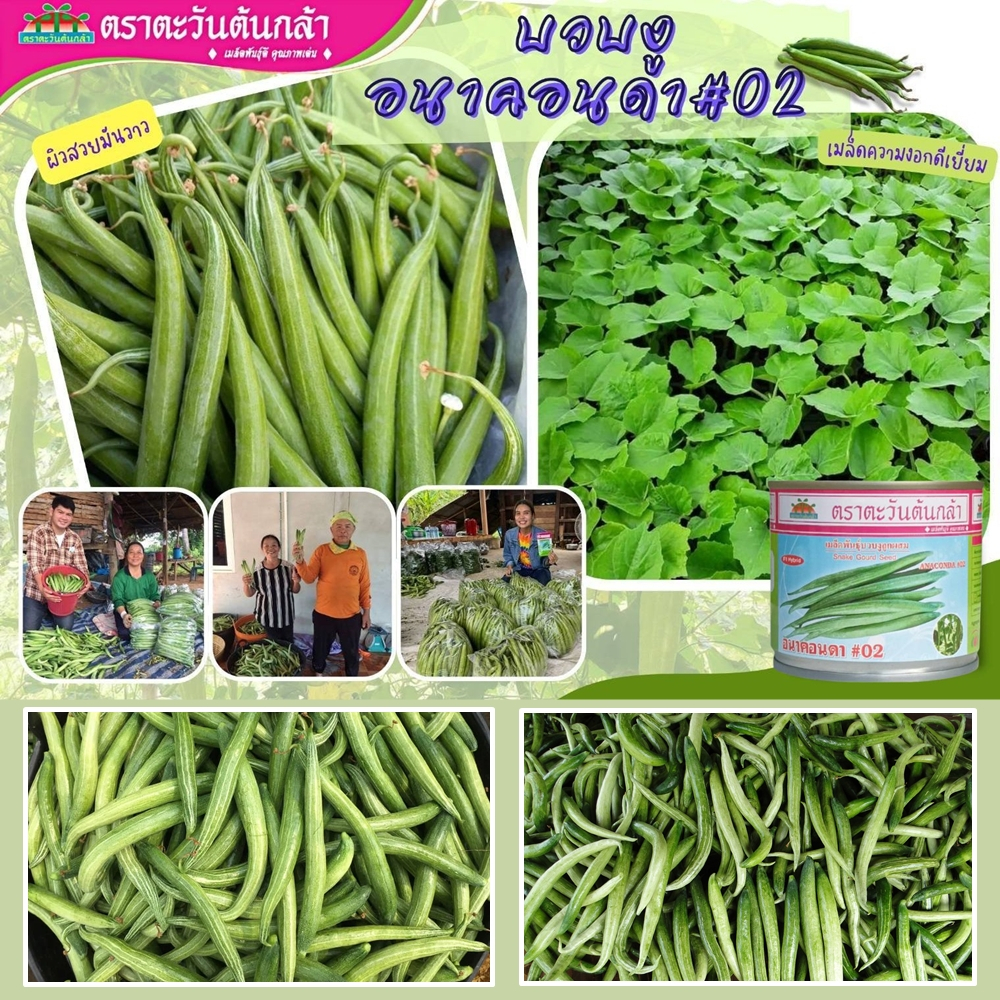 เมล็ดพันธุ์บวบงู อนาคอนด้า #02 ตราตะวันต้นกล้า ขนาด20กรัม เมล็ดบวบหอมงู