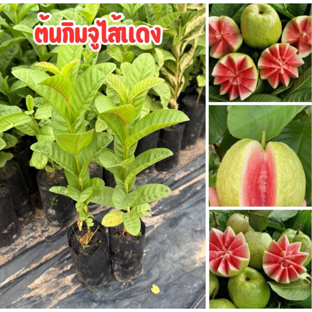 ฝรั่งกิมจูไส้แดง 4 ต้น 80 บาท พร้อมส่ง