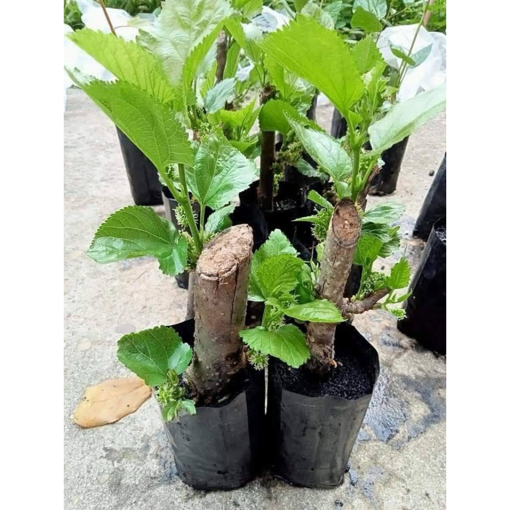 🌿หม่อนเบอรี่เชียงใหม่ 60🌿 ต้นสวยแข็งแรงพร้อมปลูกนะค่ะ