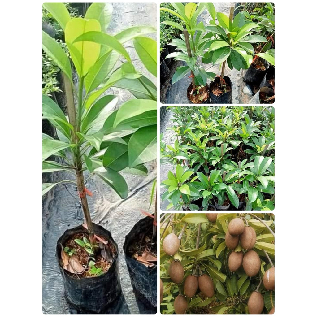 🌿ต้นละมุดกะสวยมาเลย์🌿เสียบยอดต้นสูงประมาณ 70 ถึง 80 เซนติเมตรพร้อมปลูก