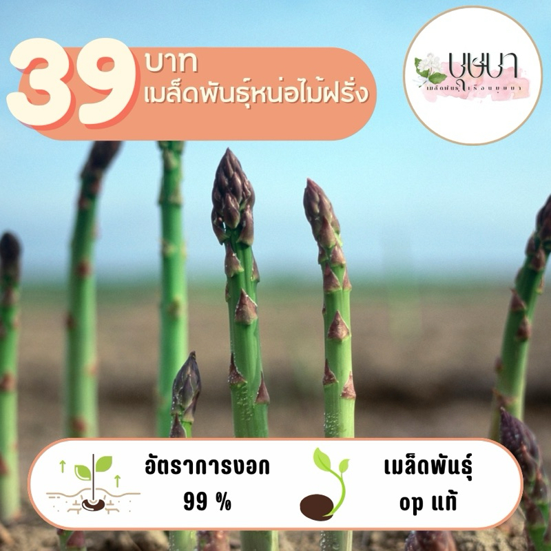 เมล็ดพันธุ์หน่อไม้ฝรั่ง 39บาท 500เมล็ด