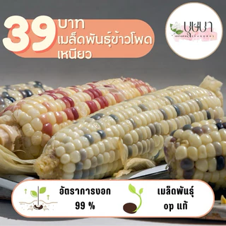 เมล็ดพันธุ์ข้าวโพดข้าวเหนียว 39บาท 200เมล็ด