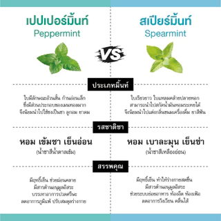 ชาสเปียร์มิ้นท์ 100% Spearmint Tea ชาสเปียร์มิ้นต์ ชาสมุนไพร สเปียร์มินต์ ชามิ้นท์ 45 กรัม 30 ซองชา