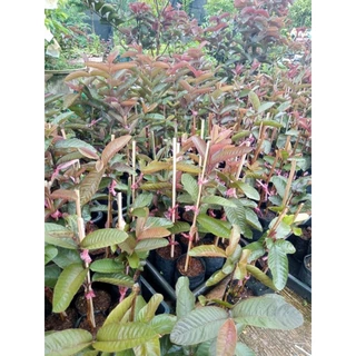 แดงศรีสะเกษ3 แท้100% ฝรั่งแดงศรีสะเกษเบอร์3ต้นเสียบยอดตอโอกินาว่าสูง50-70ซม.รับประกันสายพันธุ์100%