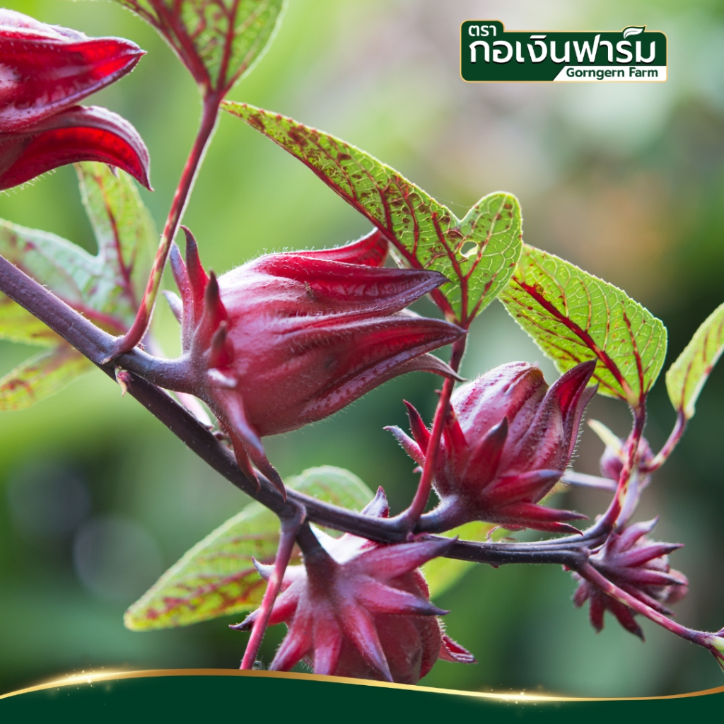 กระเจี๊ยบแดงผง ตรา กอเงินฟาร์ม ROSELLE POWDER Gorngernfarm Brand แท้100% เครื่องดื่ม ขนม เบเกอรี่ รูปที่ 8