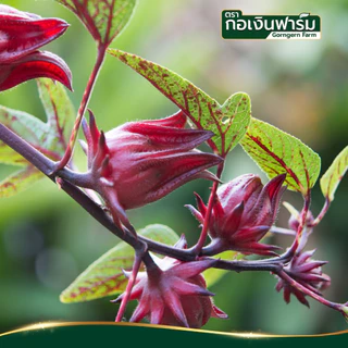 กระเจี๊ยบแดงผง ตรา กอเงินฟาร์ม ROSELLE POWDER Gorngernfarm Brand แท้100% เครื่องดื่ม ขนม เบเกอรี่