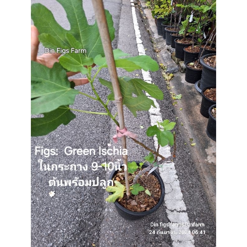 มะเดื่อฝรั่ง Green Ischia/Tree Figs