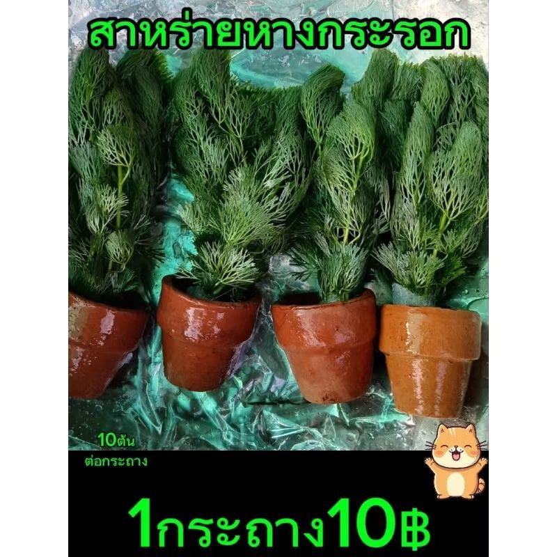 สาหร่ายหางกระรอก1กระถาง มี10ต้น