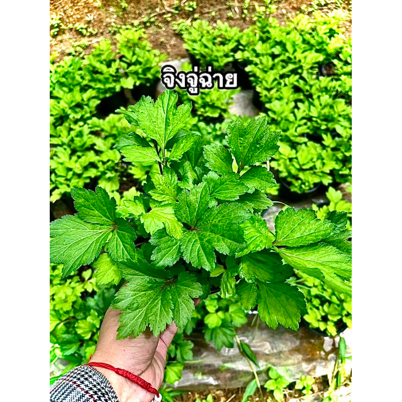 ต้น จิงจูฉ่าย White Mugwort พืช สมุนไพร ผักต้านมะเร็ง ช่วยปรับสมดุลร่างกาย พร้อมปลูก ในกระถาง 6นิ้ว