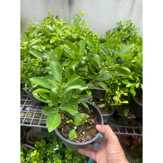 ต้นส้มจี๊ด🍊( ติดลูกทุกกระถาง )#มี 3 ขนาดให้เลือก กระถาง 5-8-10 นิ้ว