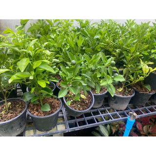 ต้นส้มจี๊ด🍊( ติดลูกทุกกระถาง )#มี 3 ขนาดให้เลือก กระถาง 5-8-10 นิ้ว